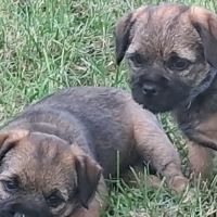 Chiots  type  border terrier #0