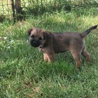 Chiots  type  border terrier #6