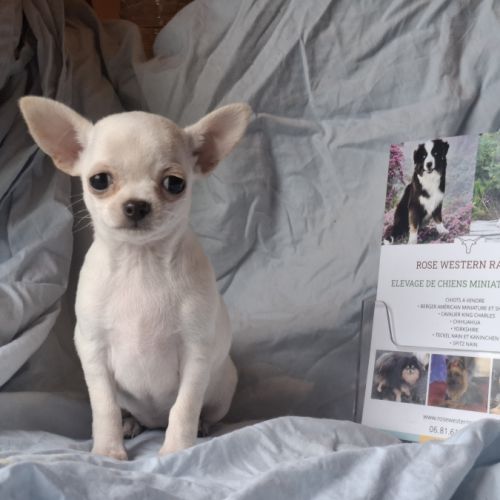 Chiots chihuahua poil court #0