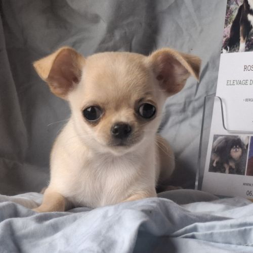 Chiots chihuahua poil court #3