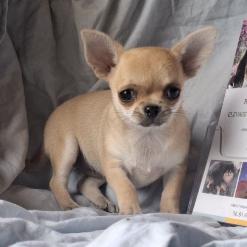 Chiots chihuahua poil court #4