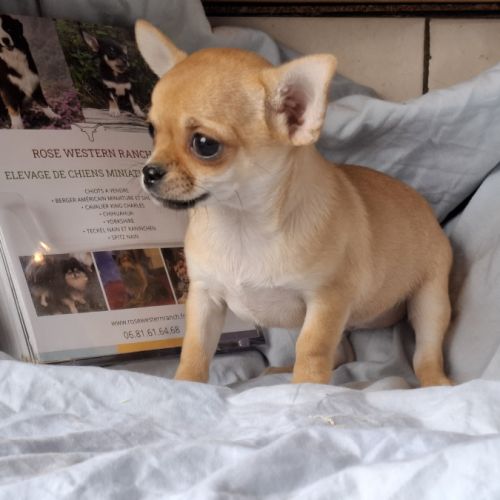 Chiots chihuahua poil court #5