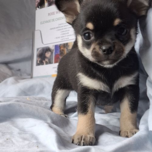 Chiots chihuahua poil court #6