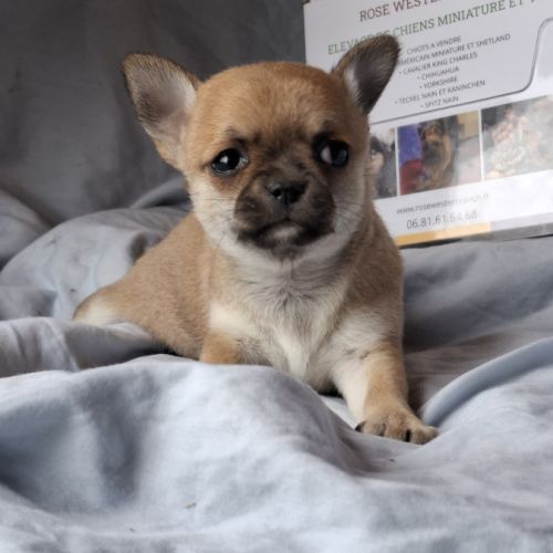 Chiots chihuahua poil court #7