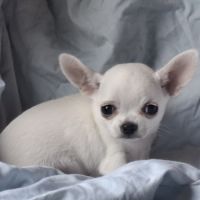 Chiots chihuahua poil court #2