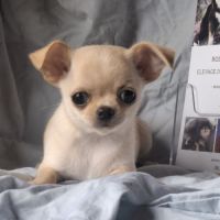 Chiots chihuahua poil court #3