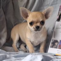 Chiots chihuahua poil court #4