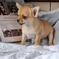 Chiots chihuahua poil court #5