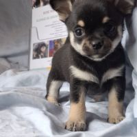 Chiots chihuahua poil court #6