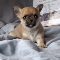 Chiots chihuahua poil court #7