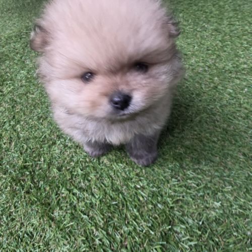 Chiot femelle spitz allemand lof #0