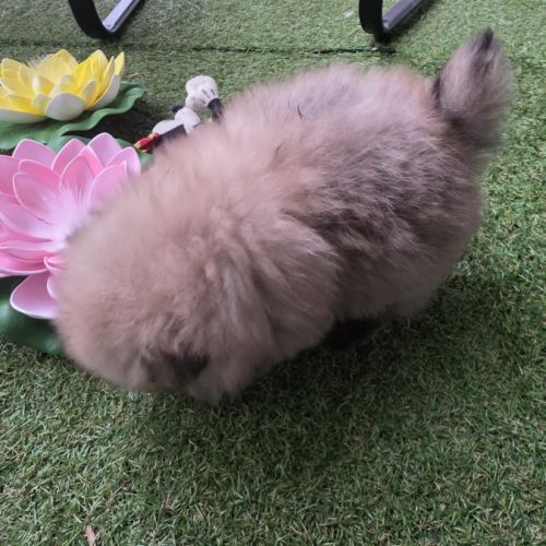 Chiot femelle spitz allemand lof #2