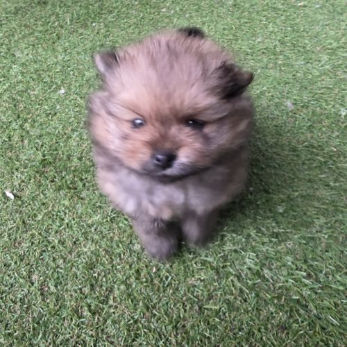 Chiot femelle spitz allemand lof #3