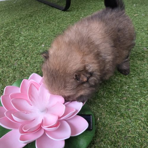 Chiot femelle spitz allemand lof #4