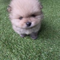 Chiot femelle spitz allemand lof