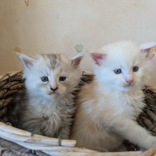 Chaton maine coon loof