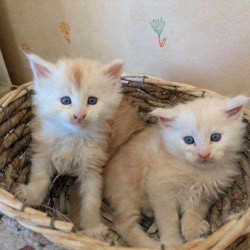 Chaton maine coon loof #3