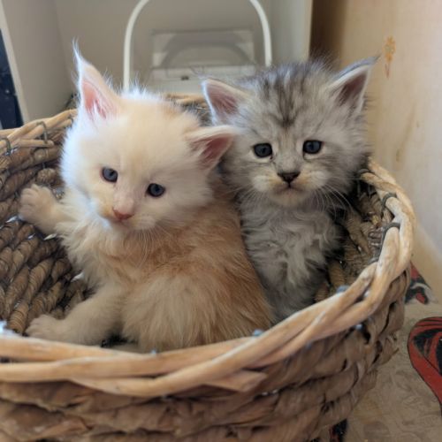 Chaton maine coon loof #4