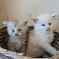 Chaton maine coon loof #1