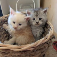 Chaton maine coon loof #4