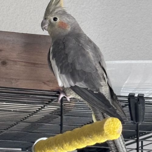 Couple calopsitte #1