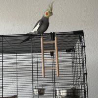 Couple calopsitte #0