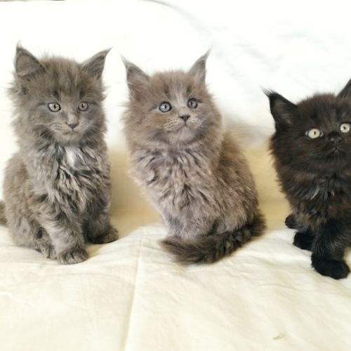 Chatons maine coon loof #1