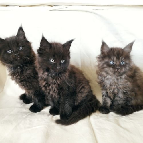 Chatons maine coon loof #0