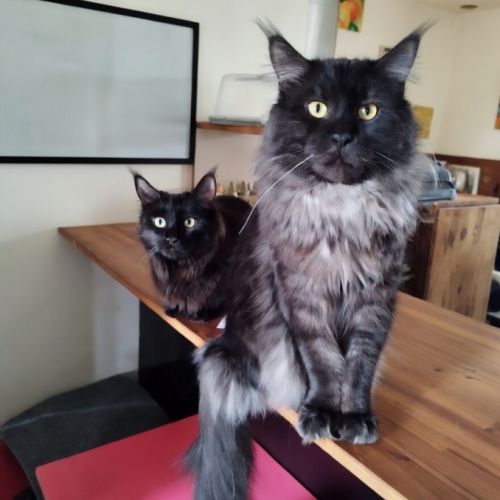 Chatons maine coon loof #3