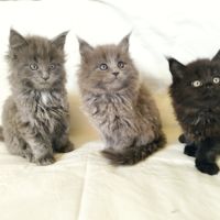 Chatons maine coon loof #1