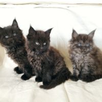 Chatons maine coon loof