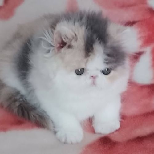 Très belle demoiselle persane à réserver #0