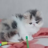 Très belle demoiselle persane à réserver #2