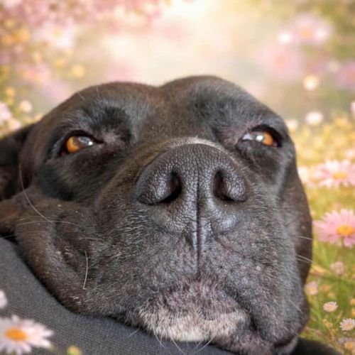 Paty se languit de trouver sa famille #3