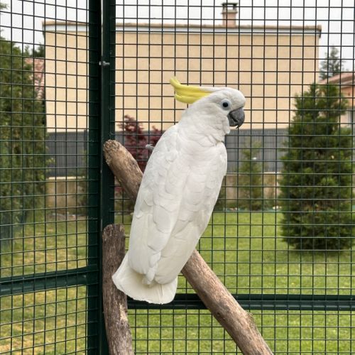 Cacatoès à huppe jaune