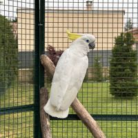 Cacatoès à huppe jaune