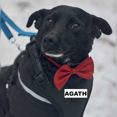 Agath se trouve dans un refuge en ukraine