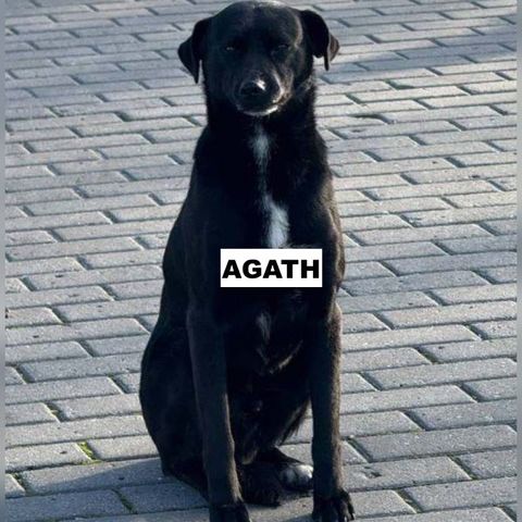 Agath se trouve dans un refuge en ukraine #3