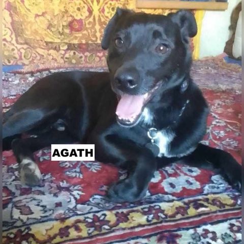 Agath se trouve dans un refuge en ukraine #4