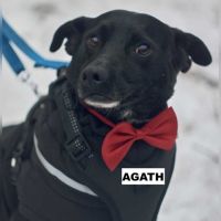 Agath se trouve dans un refuge en ukraine #0