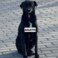 Agath se trouve dans un refuge en ukraine #3