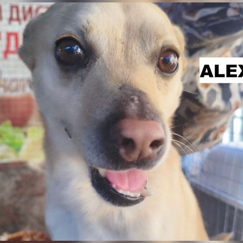 Alex se trouve dans un refuge en ukraine