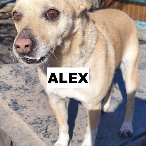 Alex se trouve dans un refuge en ukraine #3