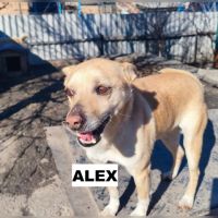 Alex se trouve dans un refuge en ukraine #4