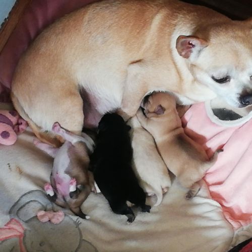 Chiots chihuahua lof #1