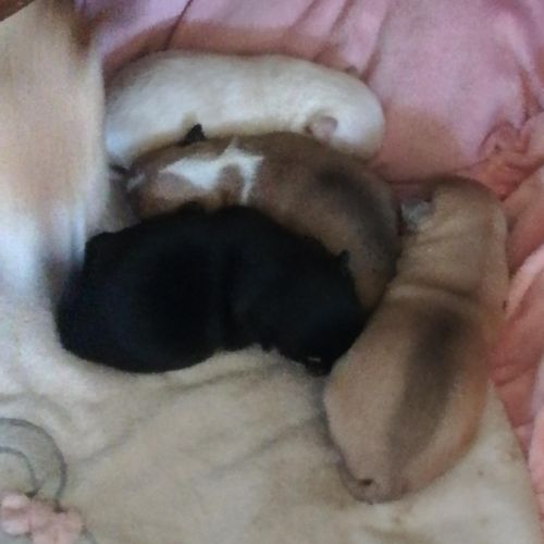 Chiots chihuahua lof #0