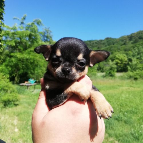 Chiots chihuahua lof #1