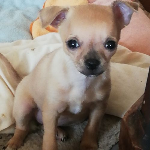 Chiots chihuahua lof #0