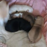 Chiots chihuahua lof