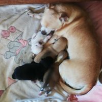 Chiots chihuahua lof #3